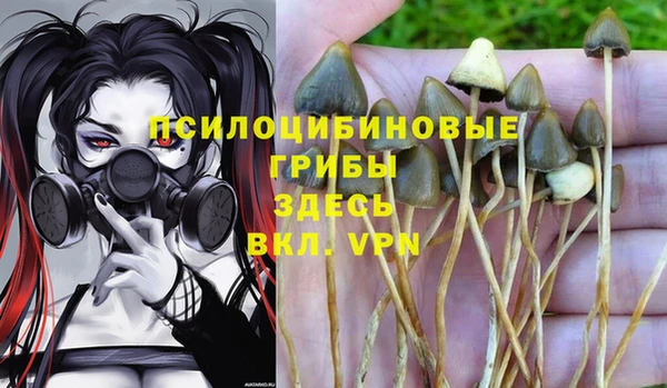 стаф Аркадак